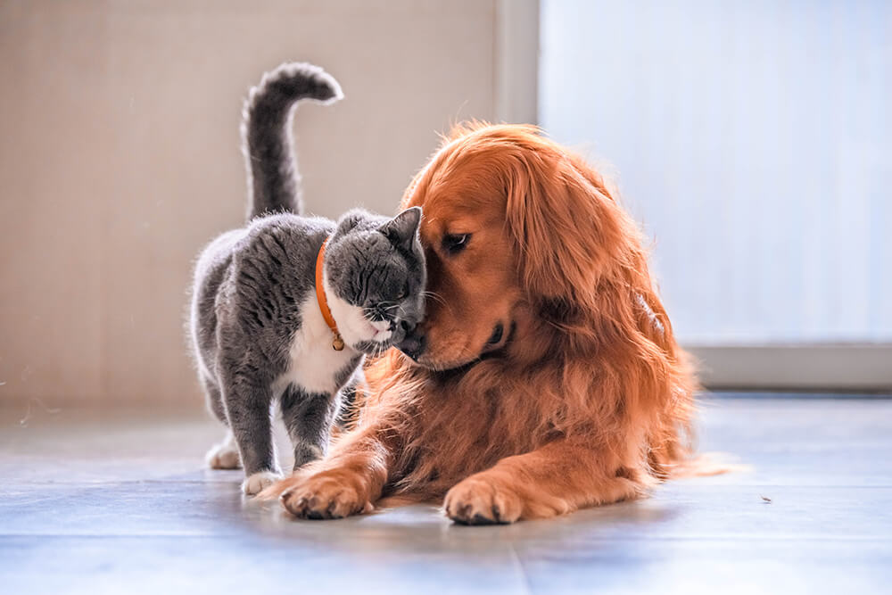 cat and dog friendship