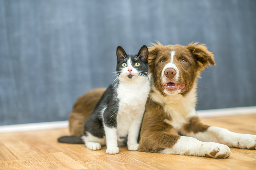 cat and dog lying on the floor together