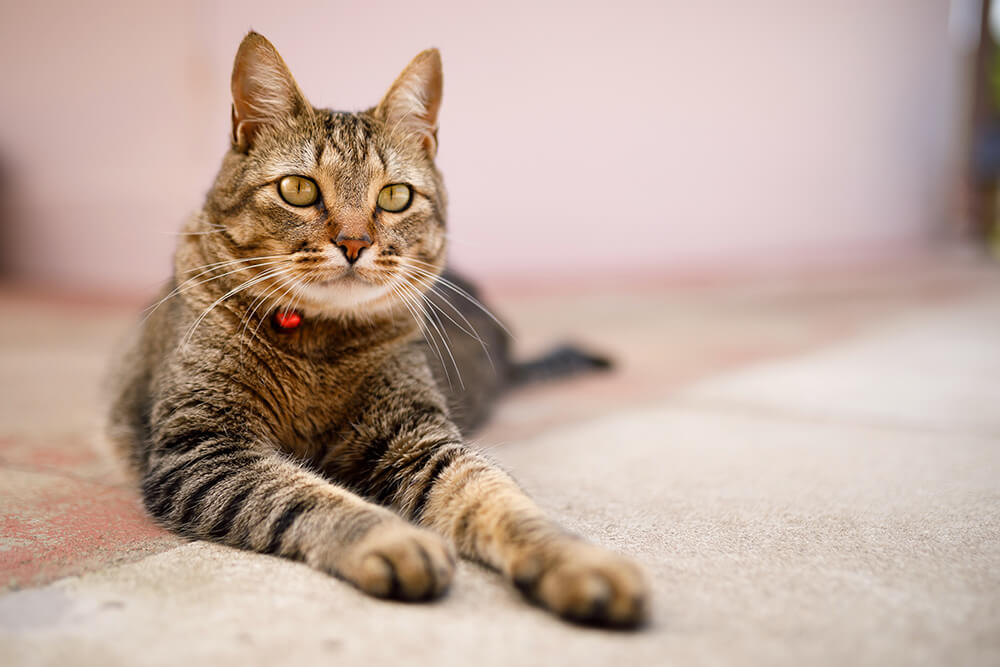 cat lying on carpet