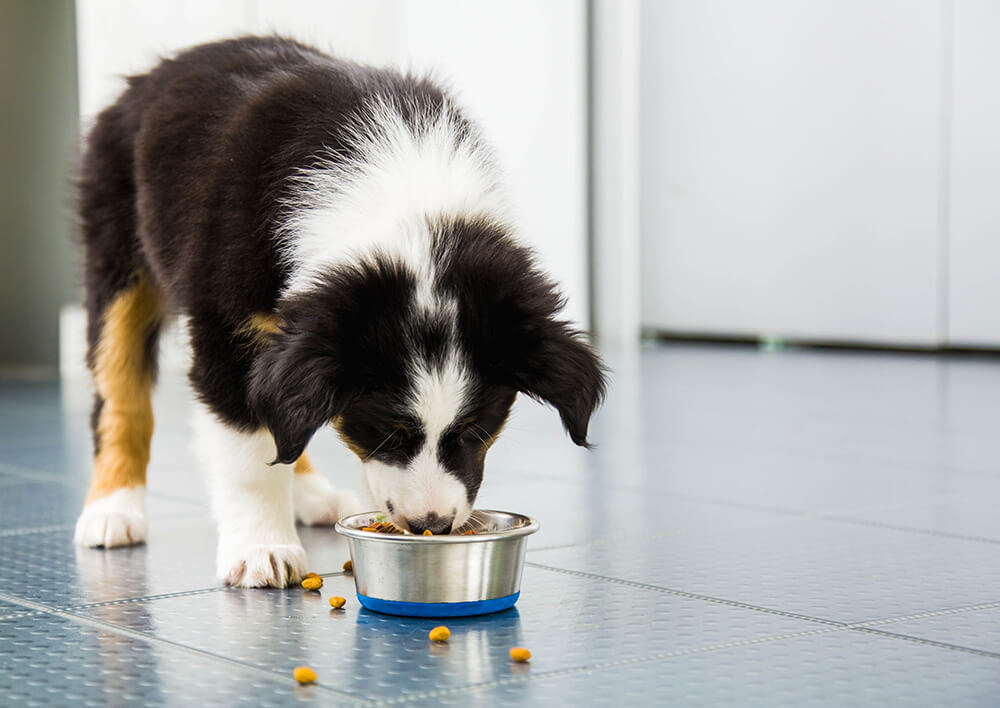 dog eating from food dish on floor