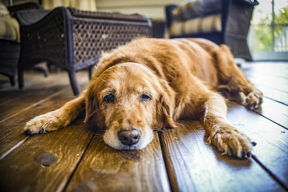 sleepy dog lying on wood floor