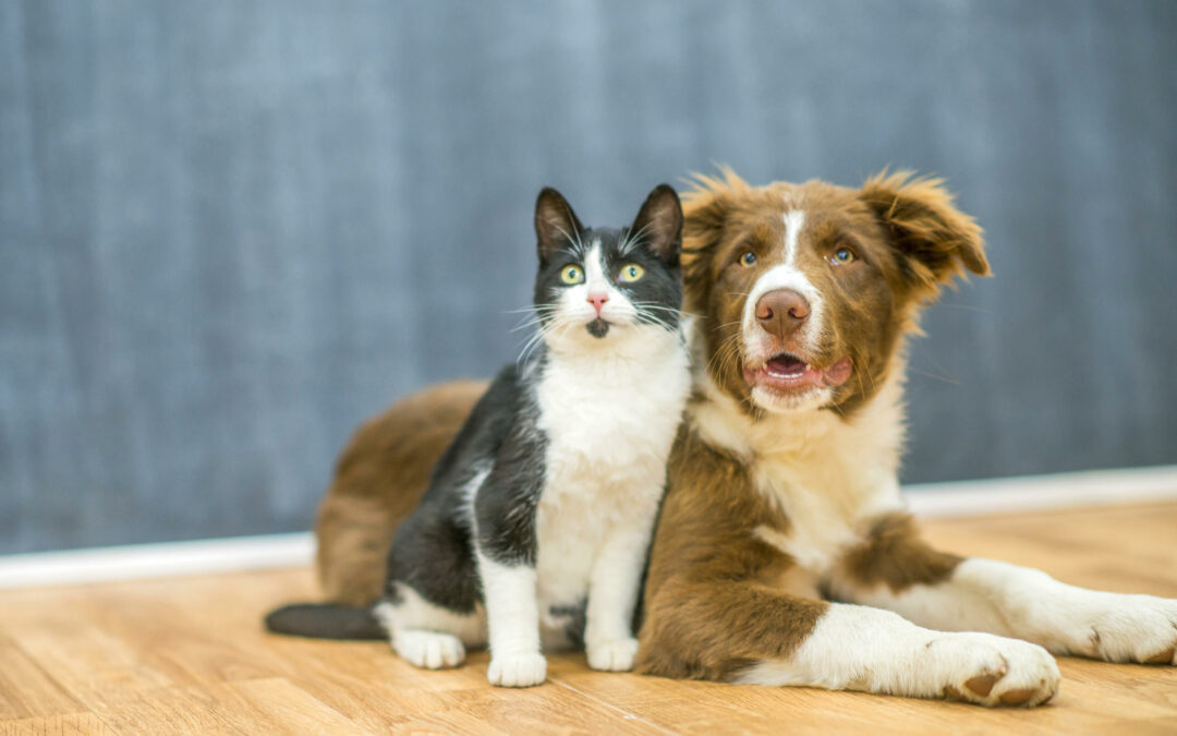 cat and dog sitting on wood flooring