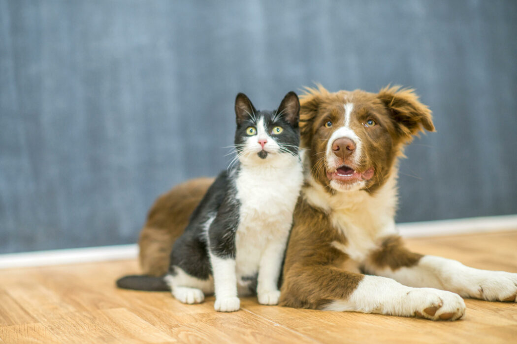 cat and dog sitting on wood flooring