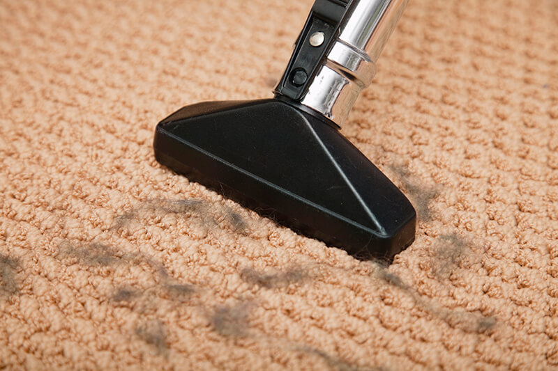 carpet cleaning with pets